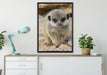 Erdmännchen zwischen Steinen auf Leinwandbild gerahmt verschiedene Größen im Wohnzimmer