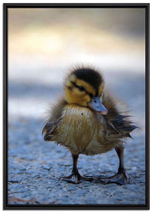kleines Entenküken auf Straße auf Leinwandbild gerahmt Größe 100x70