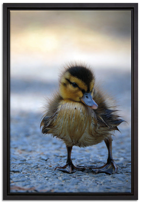 kleines Entenküken auf Straße auf Leinwandbild gerahmt Größe 60x40