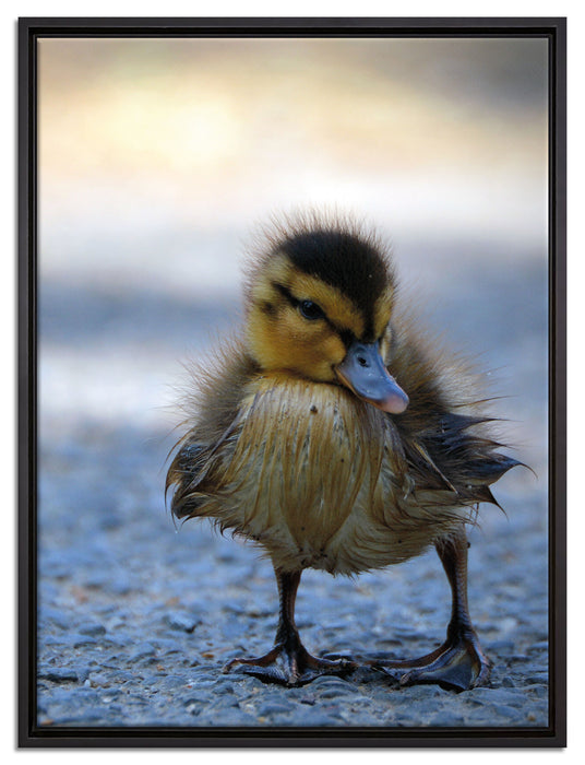 kleines Entenküken auf Straße auf Leinwandbild gerahmt Größe 80x60
