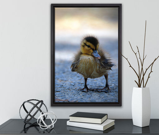 kleines Entenküken auf Straße auf Leinwandbild gerahmt mit Kirschblüten