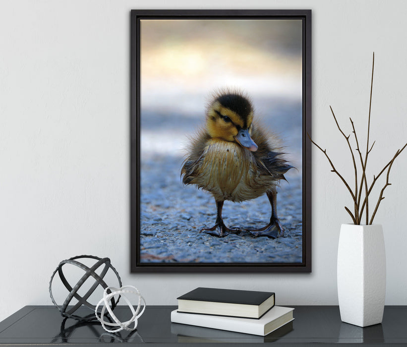 kleines Entenküken auf Straße auf Leinwandbild gerahmt mit Kirschblüten