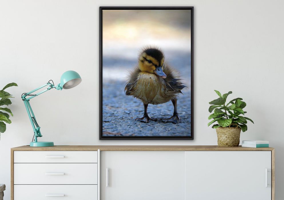 kleines Entenküken auf Straße auf Leinwandbild gerahmt verschiedene Größen im Wohnzimmer