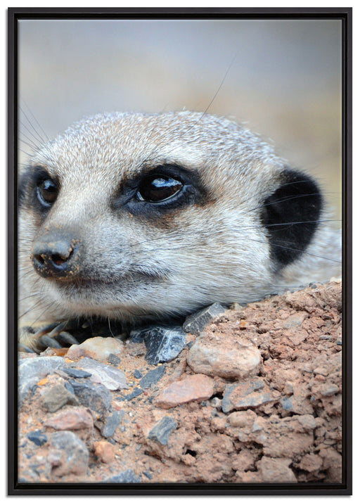 Erdmännchen auf Steinboden auf Leinwandbild gerahmt Größe 100x70