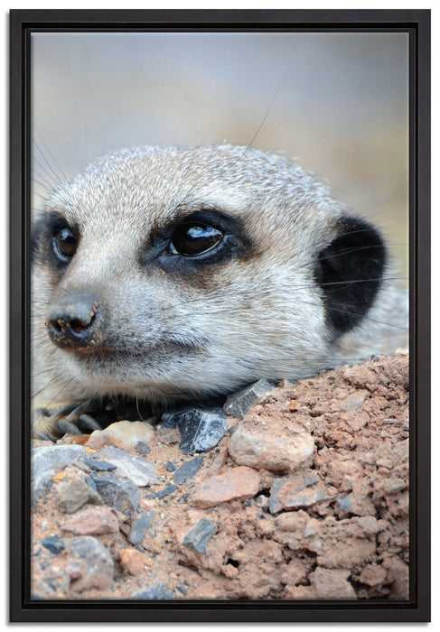 Erdmännchen auf Steinboden auf Leinwandbild gerahmt Größe 60x40