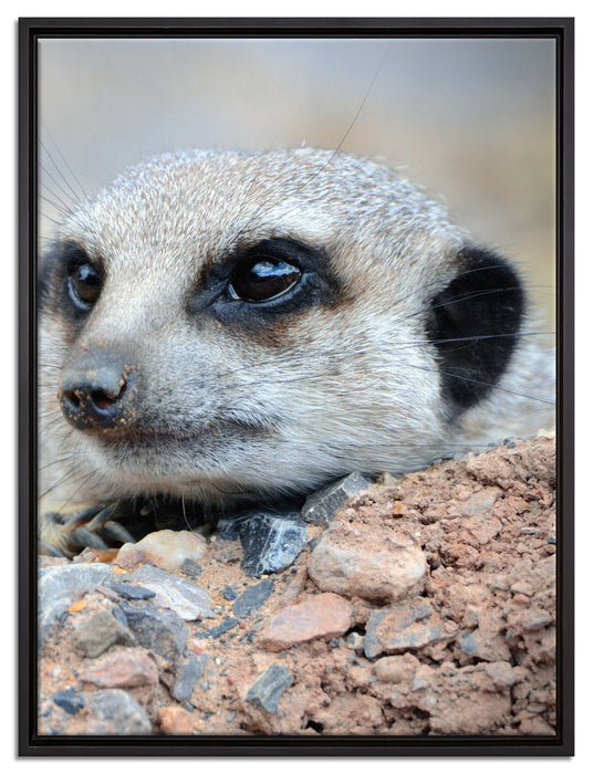 Erdmännchen auf Steinboden auf Leinwandbild gerahmt Größe 80x60