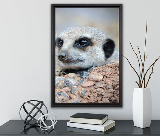 Erdmännchen auf Steinboden auf Leinwandbild gerahmt mit Kirschblüten