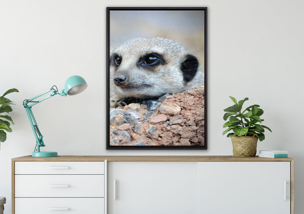 Erdmännchen auf Steinboden auf Leinwandbild gerahmt verschiedene Größen im Wohnzimmer