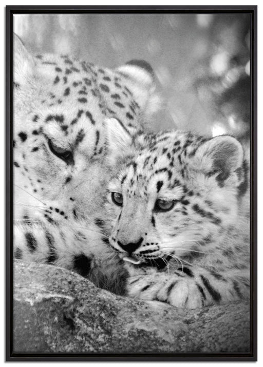 Leopard mit Jungtier auf Leinwandbild gerahmt Größe 100x70