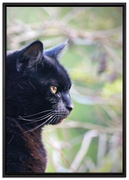 schwarze Katze auf Leinwandbild gerahmt Größe 100x70
