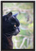 schwarze Katze auf Leinwandbild gerahmt Größe 60x40