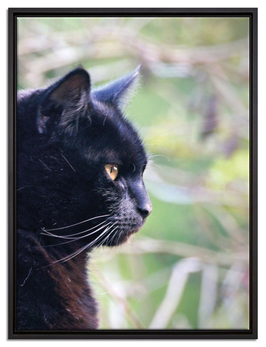 schwarze Katze auf Leinwandbild gerahmt Größe 80x60