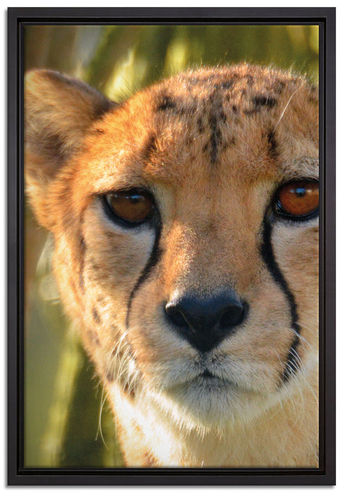 junger Gepard im Dschungel auf Leinwandbild gerahmt Größe 60x40