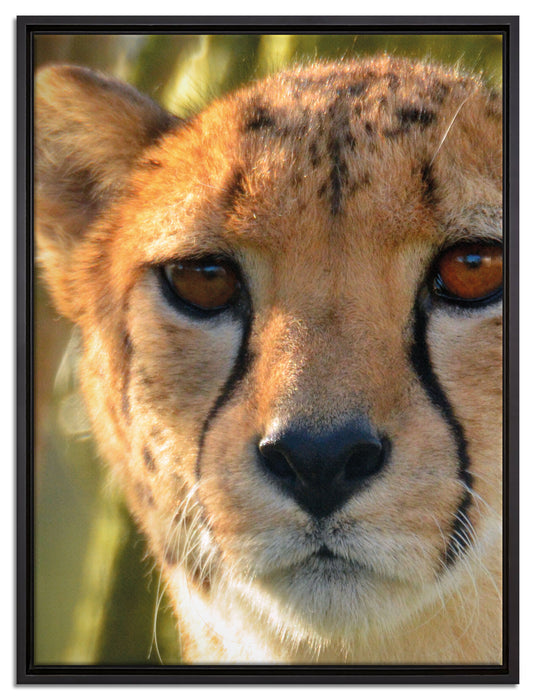 junger Gepard im Dschungel auf Leinwandbild gerahmt Größe 80x60