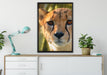 junger Gepard im Dschungel auf Leinwandbild gerahmt verschiedene Größen im Wohnzimmer