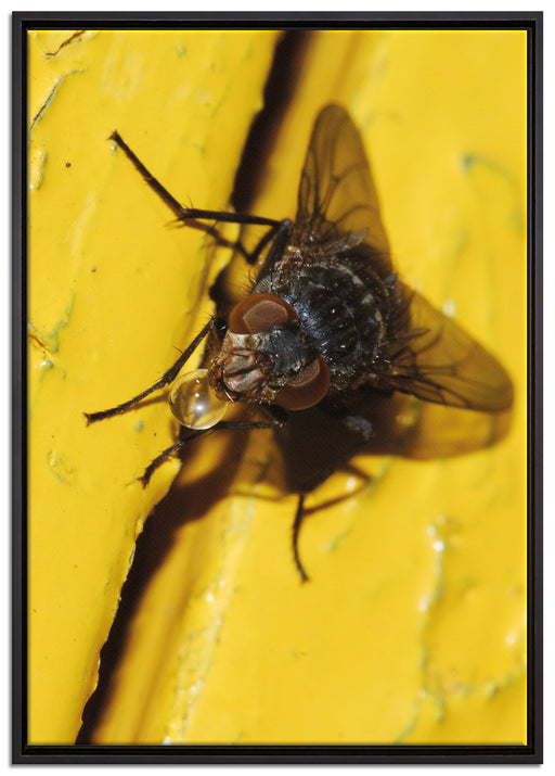 kleine Fliege mit Tautropfen auf Leinwandbild gerahmt Größe 100x70