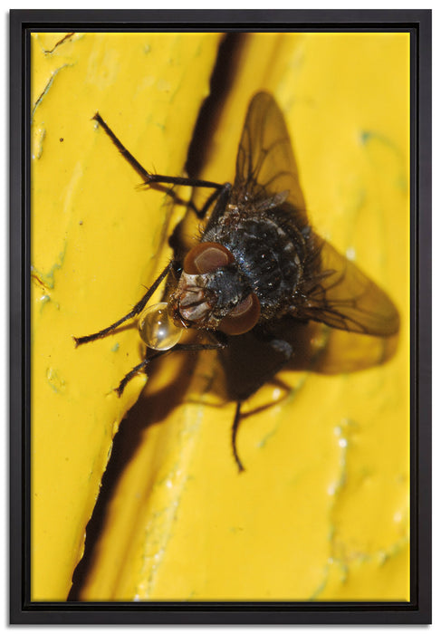 kleine Fliege mit Tautropfen auf Leinwandbild gerahmt Größe 60x40