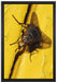 kleine Fliege mit Tautropfen auf Leinwandbild gerahmt Größe 60x40