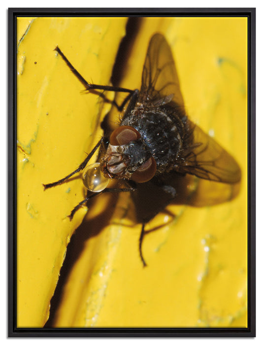 kleine Fliege mit Tautropfen auf Leinwandbild gerahmt Größe 80x60