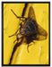 kleine Fliege mit Tautropfen auf Leinwandbild gerahmt Größe 80x60