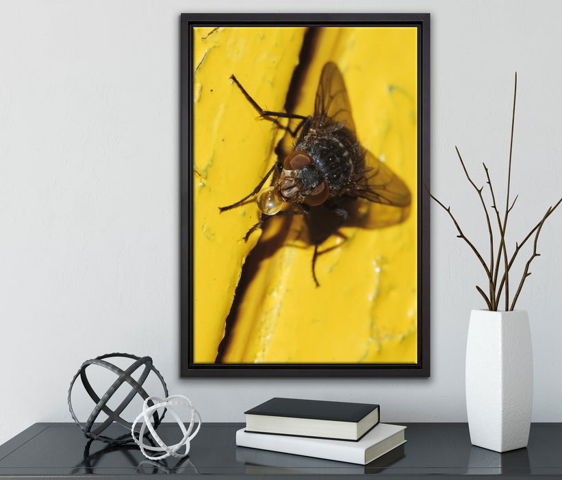 kleine Fliege mit Tautropfen auf Leinwandbild gerahmt mit Kirschblüten