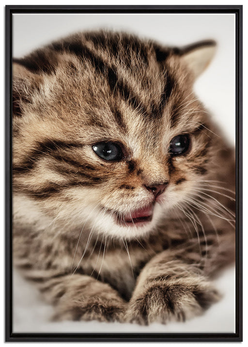 kleines Kätzchen auf weißer Decke auf Leinwandbild gerahmt Größe 100x70