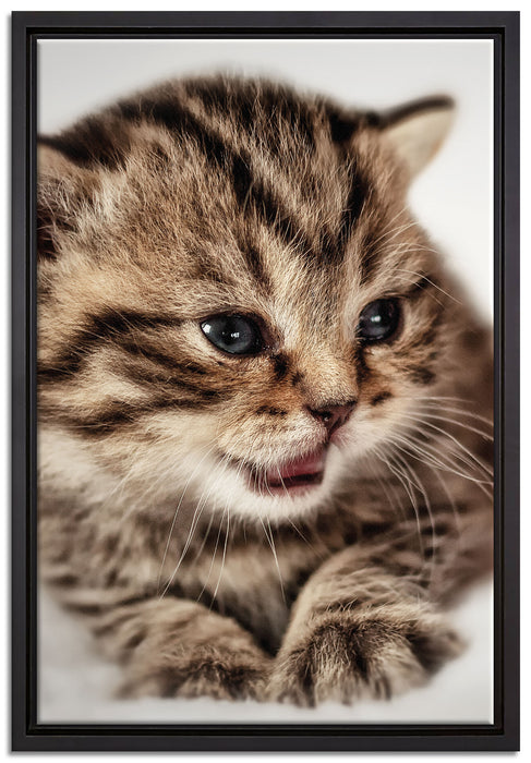 kleines Kätzchen auf weißer Decke auf Leinwandbild gerahmt Größe 60x40