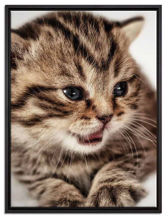 kleines Kätzchen auf weißer Decke auf Leinwandbild gerahmt Größe 80x60