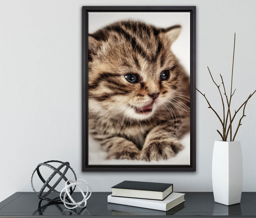 kleines Kätzchen auf weißer Decke auf Leinwandbild gerahmt mit Kirschblüten