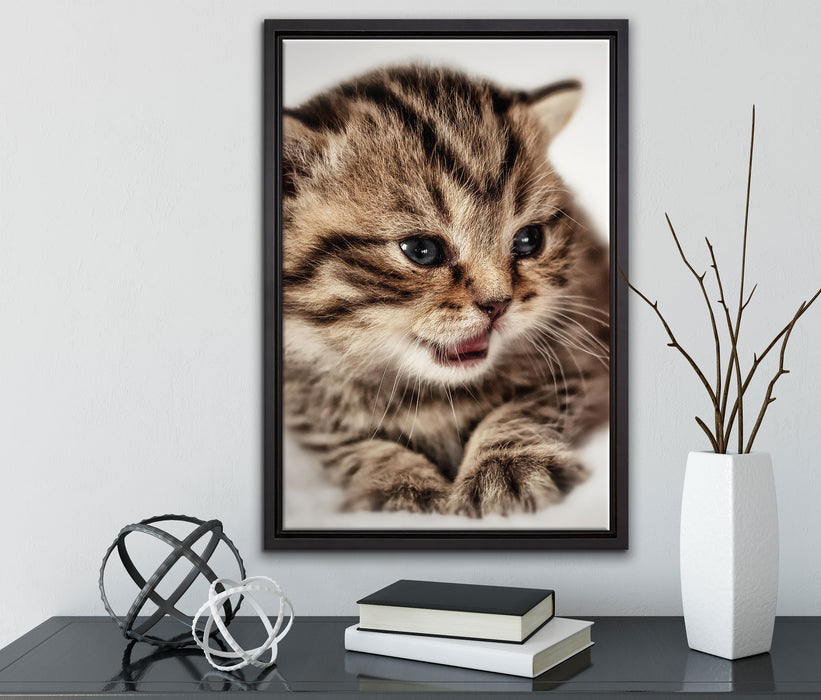 kleines Kätzchen auf weißer Decke auf Leinwandbild gerahmt mit Kirschblüten