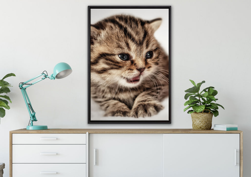 kleines Kätzchen auf weißer Decke auf Leinwandbild gerahmt verschiedene Größen im Wohnzimmer