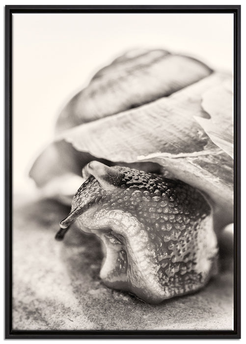 Schnecke mit Haus auf Leinwandbild gerahmt Größe 100x70