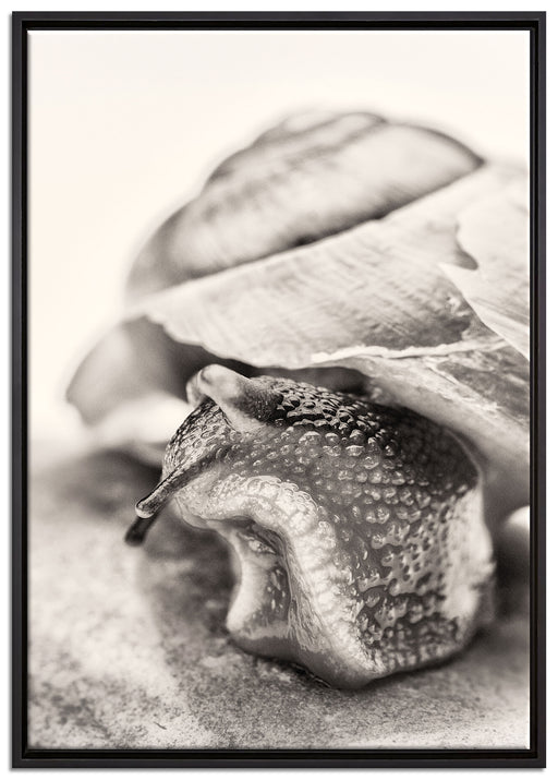 Schnecke mit Haus auf Leinwandbild gerahmt Größe 100x70