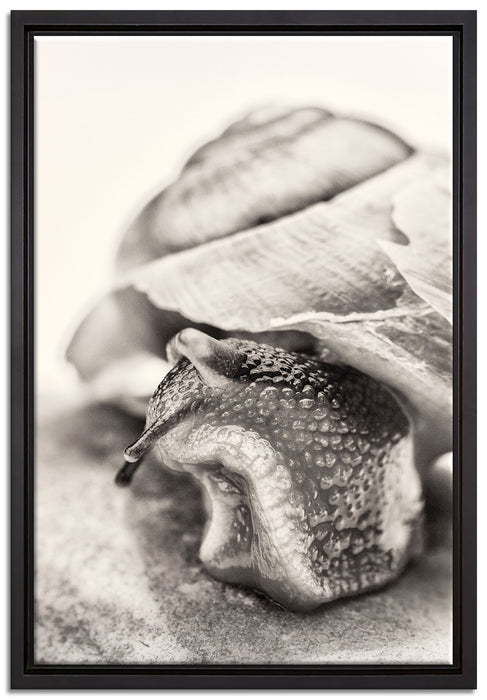 Schnecke mit Haus auf Leinwandbild gerahmt Größe 60x40