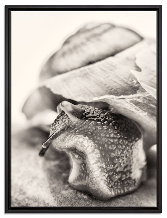 Schnecke mit Haus auf Leinwandbild gerahmt Größe 80x60
