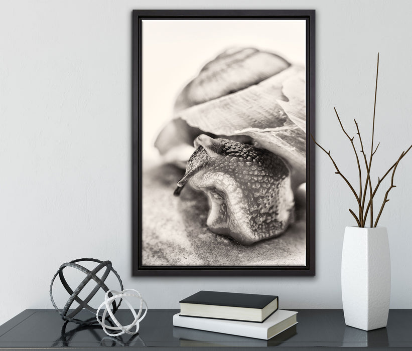 Schnecke mit Haus auf Leinwandbild gerahmt mit Kirschblüten