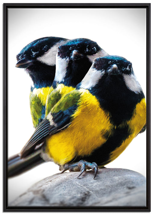 schöne Blaumeisen auf Leinwandbild gerahmt Größe 100x70