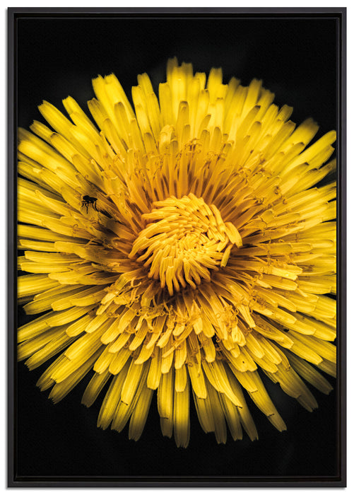 Dark Löwenzahnblüte auf Leinwandbild gerahmt Größe 100x70