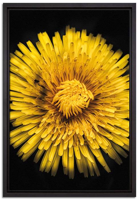 Dark Löwenzahnblüte auf Leinwandbild gerahmt Größe 60x40
