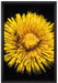 Dark Löwenzahnblüte auf Leinwandbild gerahmt Größe 60x40