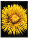 Dark Löwenzahnblüte auf Leinwandbild gerahmt Größe 80x60