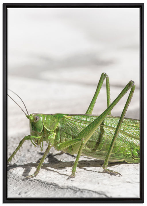 elegante Heuschrecke auf Leinwandbild gerahmt Größe 100x70