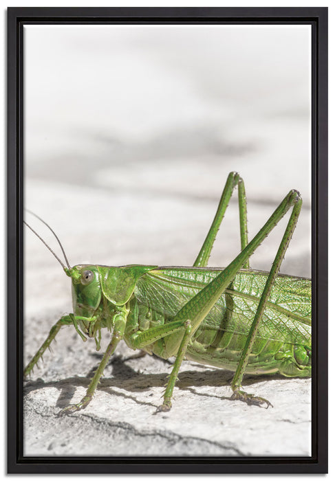 elegante Heuschrecke auf Leinwandbild gerahmt Größe 60x40