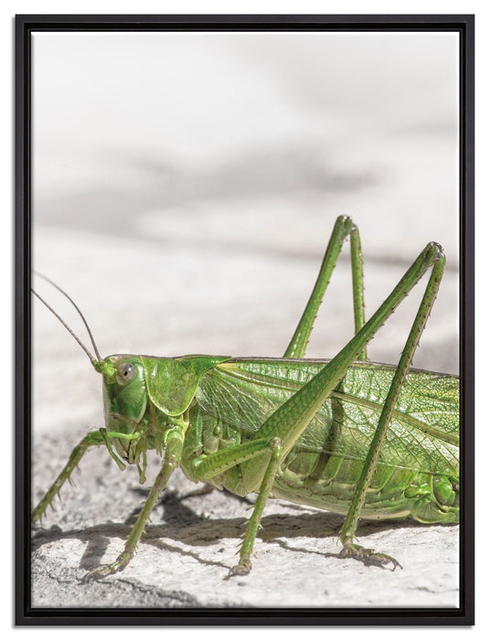 elegante Heuschrecke auf Leinwandbild gerahmt Größe 80x60