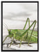 elegante Heuschrecke auf Leinwandbild gerahmt Größe 80x60