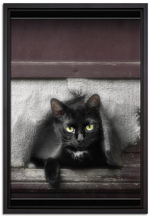 Katze in Hundeklappe auf Leinwandbild gerahmt Größe 60x40