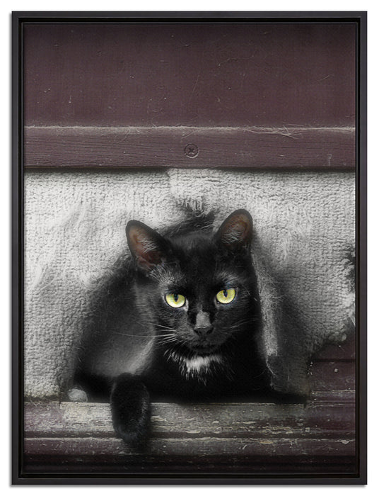 Katze in Hundeklappe auf Leinwandbild gerahmt Größe 80x60
