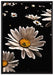 Dark Margeriten Blüten auf Leinwandbild gerahmt Größe 100x70