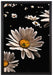 Dark Margeriten Blüten auf Leinwandbild gerahmt Größe 60x40
