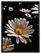Dark Margeriten Blüten auf Leinwandbild gerahmt Größe 80x60